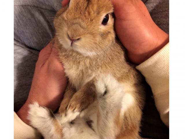 プラムちゃん