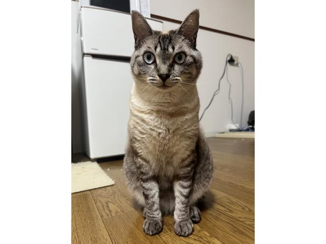 しらすちゃん
