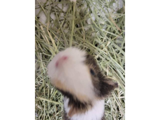 ラテちゃん