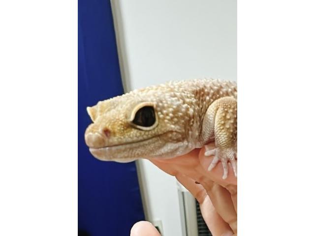 ブッちゃん