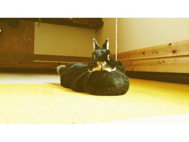 くうちゃん