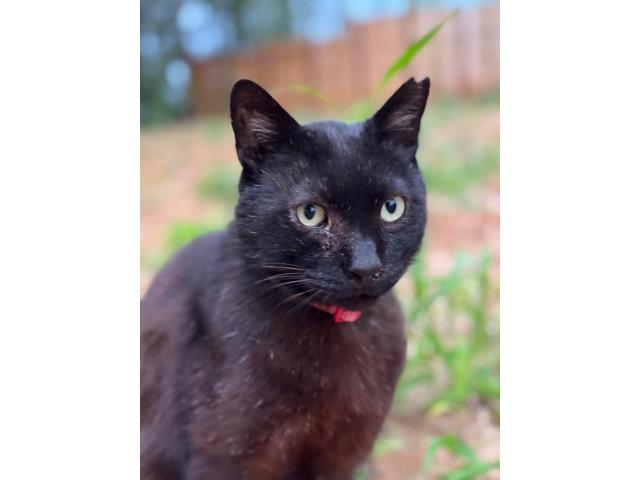 dispPetName($row['pet_name'])
