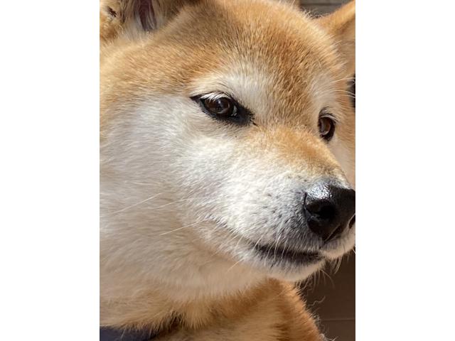 ペロちゃん