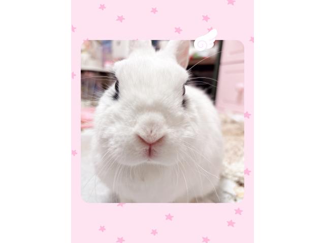 バニラちゃん