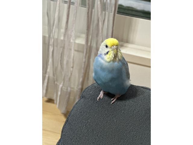 アメちゃん