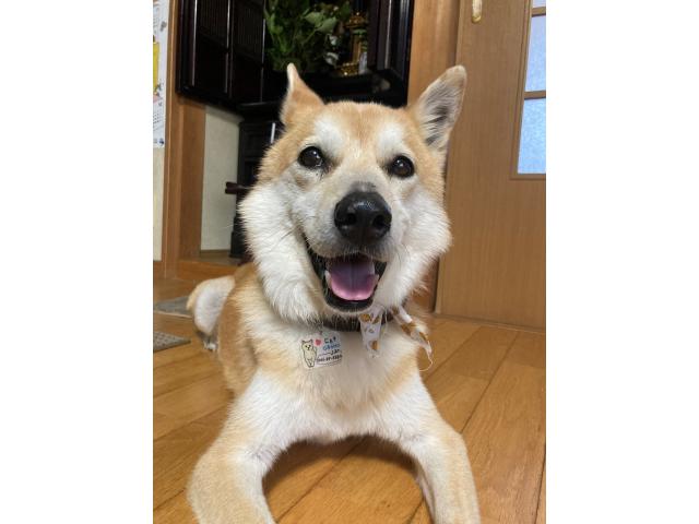チョコちゃん