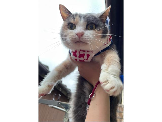 みけちゃん