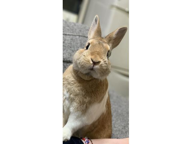 レオンちゃん