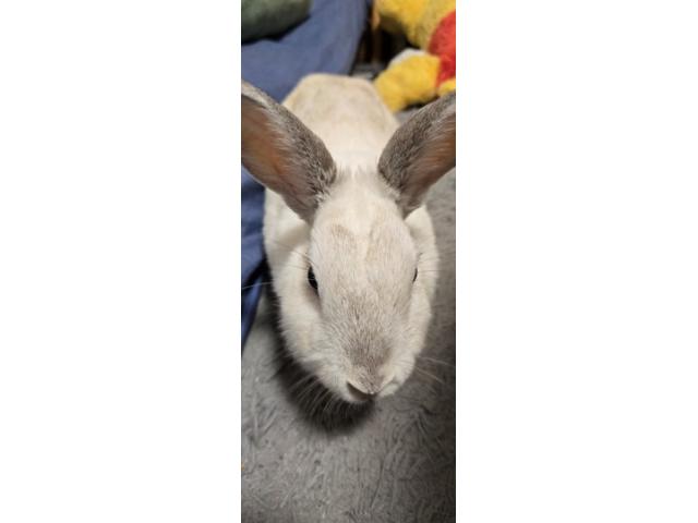 ペロちゃん
