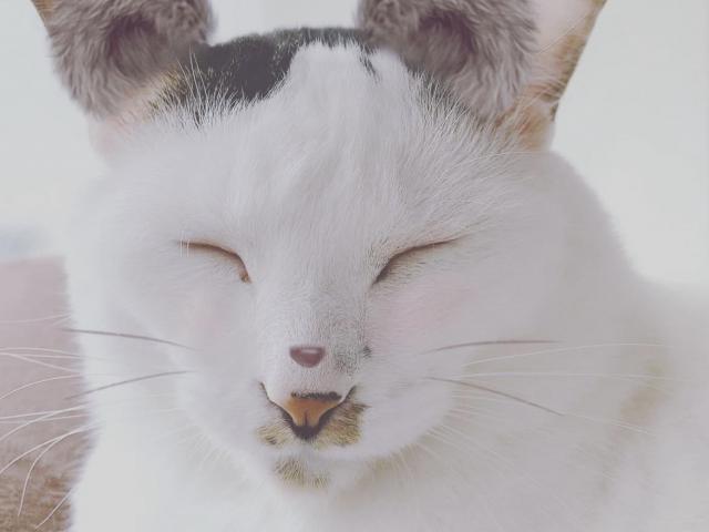 レオちゃん