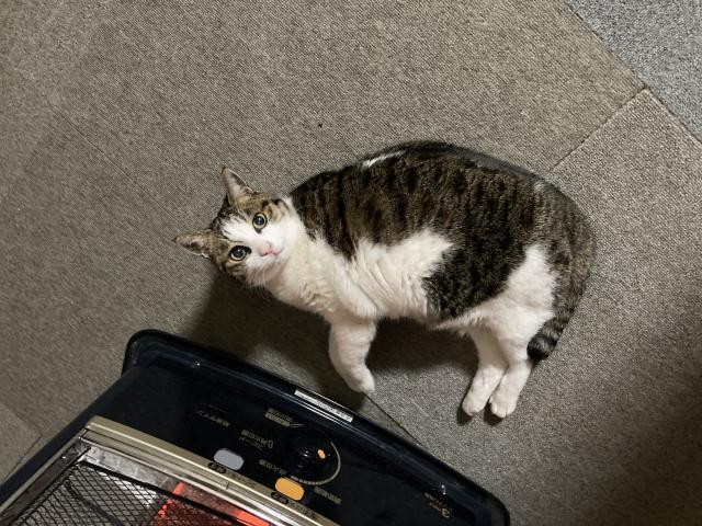 しょこちゃん
