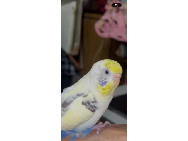そらちゃん