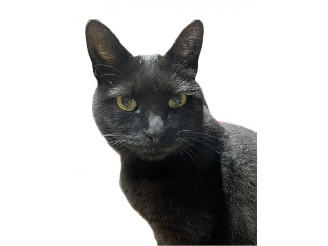 dispPetName($row['pet_name'])