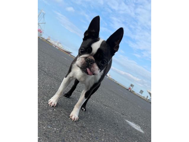 dispPetName($row['pet_name'])