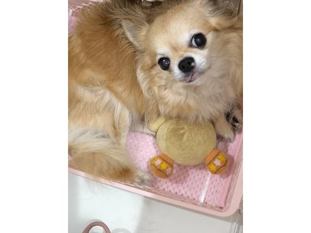 りんちゃん