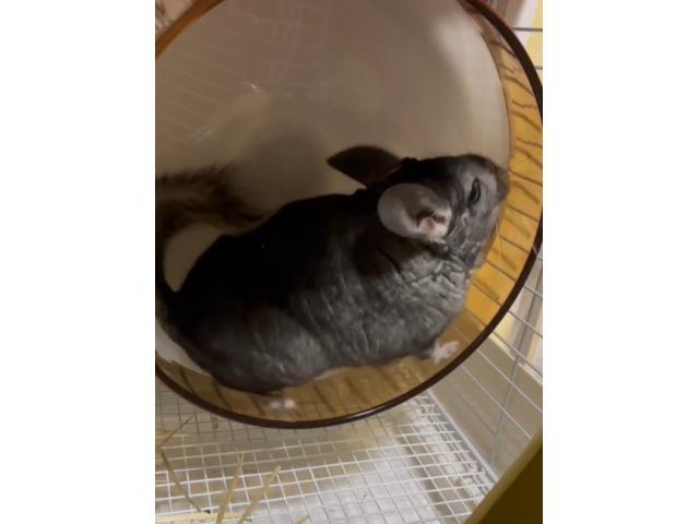 ビビちゃん