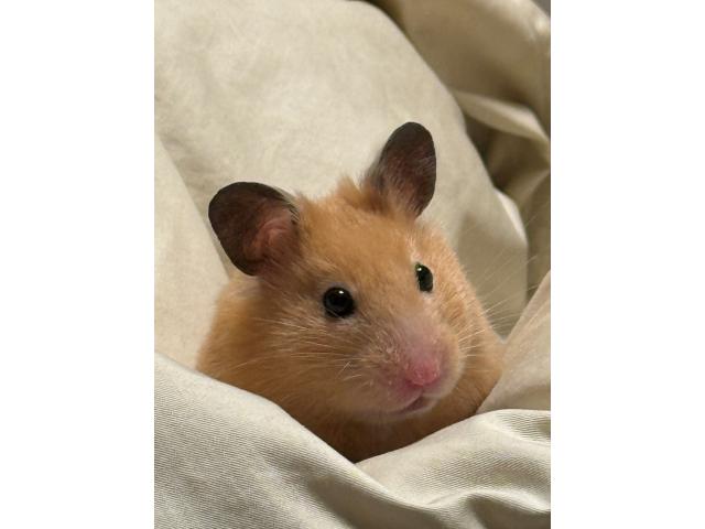 いちごちゃん