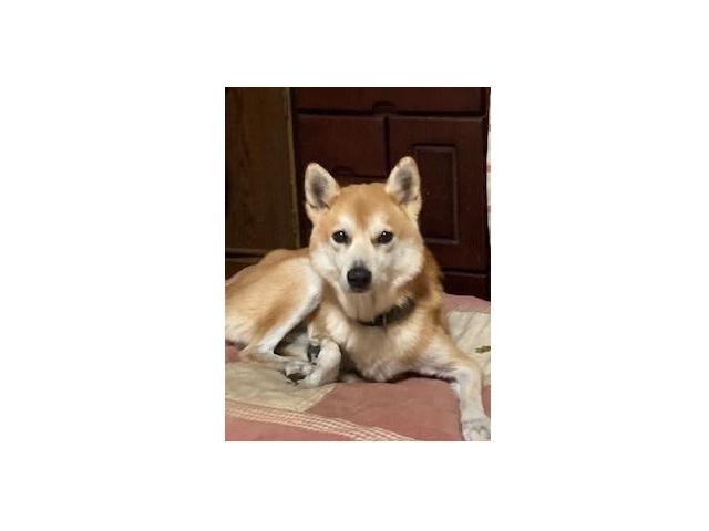 dispPetName($row['pet_name'])