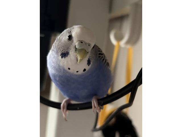 るりおちゃん