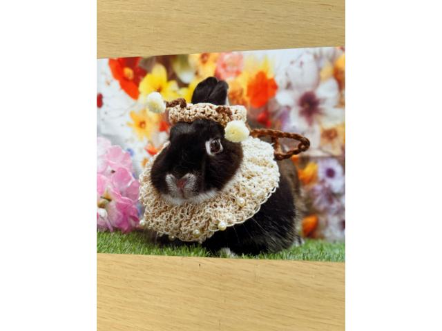 いちごちゃん