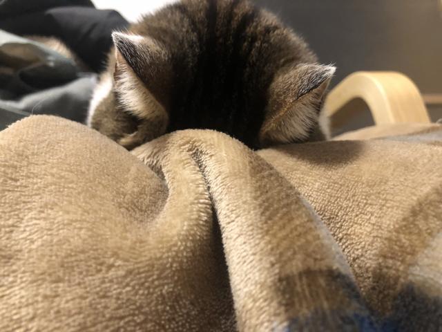 おこめちゃん