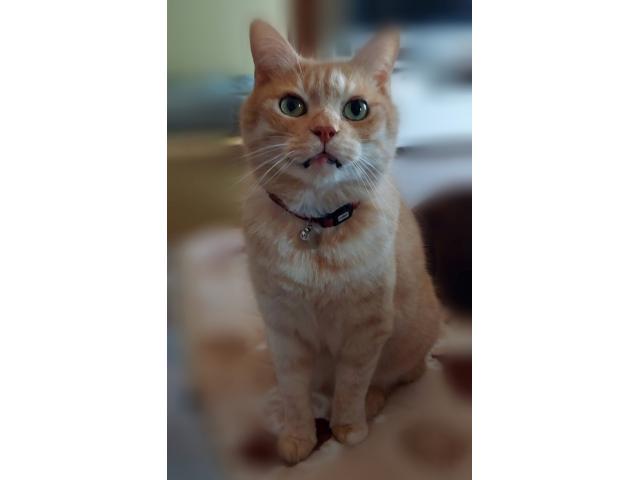 dispPetName($row['pet_name'])